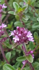Serpyllum