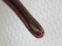 Typhlopidae