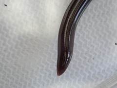 Typhlopidae