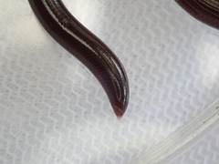 Typhlopidae