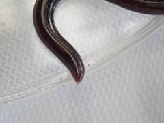 Typhlopidae