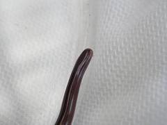 Typhlopidae