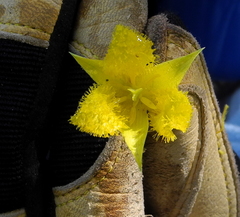 Calochortus monophyllus