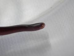 Typhlopidae