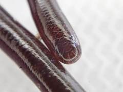 Typhlopidae