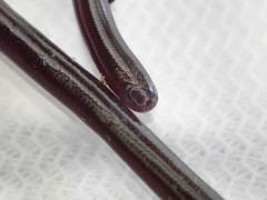Typhlopidae