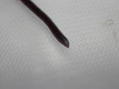 Typhlopidae
