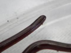 Typhlopidae