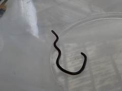 Typhlopidae