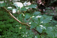 Schisandra glabra