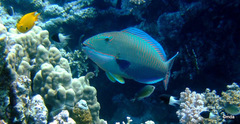 Cetoscarus bicolor