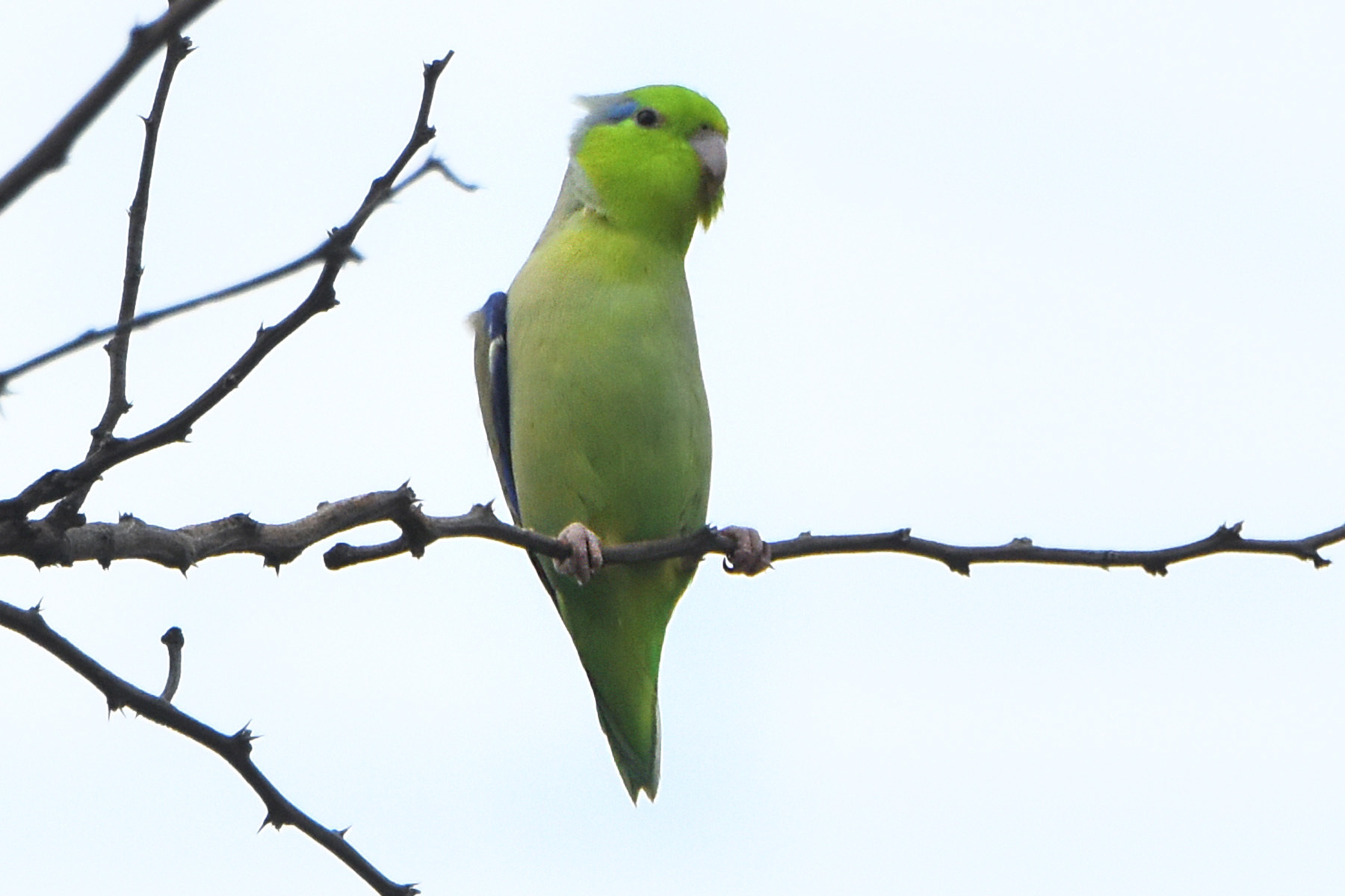 Forpus coelestis image