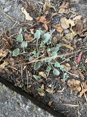 Dichondra argentea
