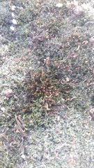 Schistidium crassipilum