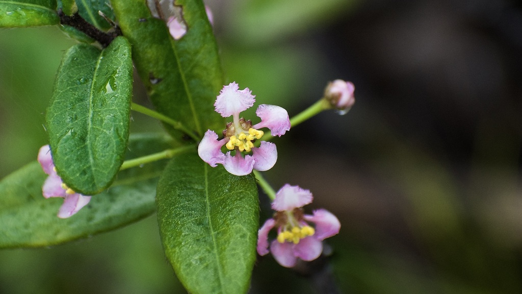 Malpighia baracoensis