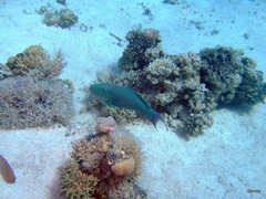 Cetoscarus bicolor