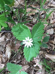 Rabelera holostea