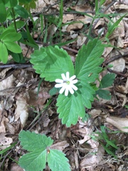 Rabelera holostea