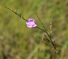 Agalinis aphylla