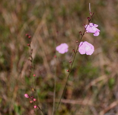 Agalinis aphylla