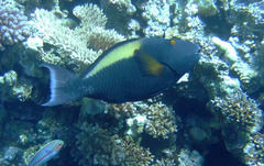 Cetoscarus bicolor