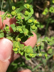 Euphorbia spathulata