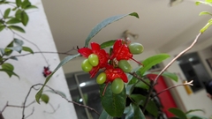 Ochnaceae