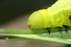 Macroglossum divergens