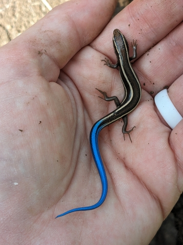 iNaturalist observation photo of Western Skink