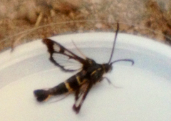 Synanthedon bibionipennis