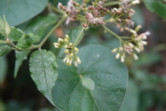 Microglossa pyrifolia