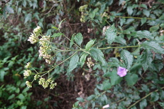 Microglossa pyrifolia
