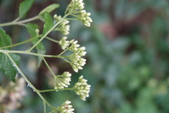 Microglossa pyrifolia