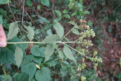 Microglossa pyrifolia