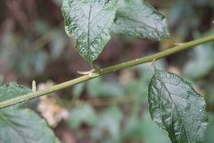 Microglossa pyrifolia