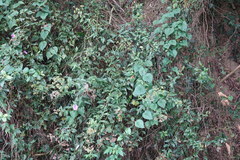 Microglossa pyrifolia