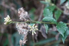 Microglossa pyrifolia