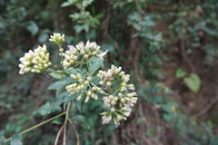 Microglossa pyrifolia