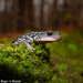 White-spotted Slimy Salamander - Photo (c) Beren Erkan (herper/photographer), some rights reserved (CC BY-NC), uploaded by Beren Erkan (herper/photographer)