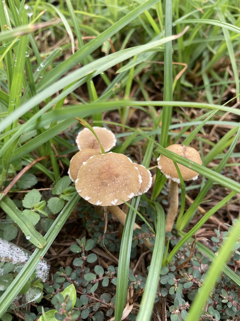 Agrocybe pediades · March 2024 · photo: © irene_mv (iNaturalist, cc-by)