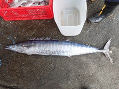 Acanthocybium solandri