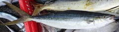 Elagatis bipinnulata