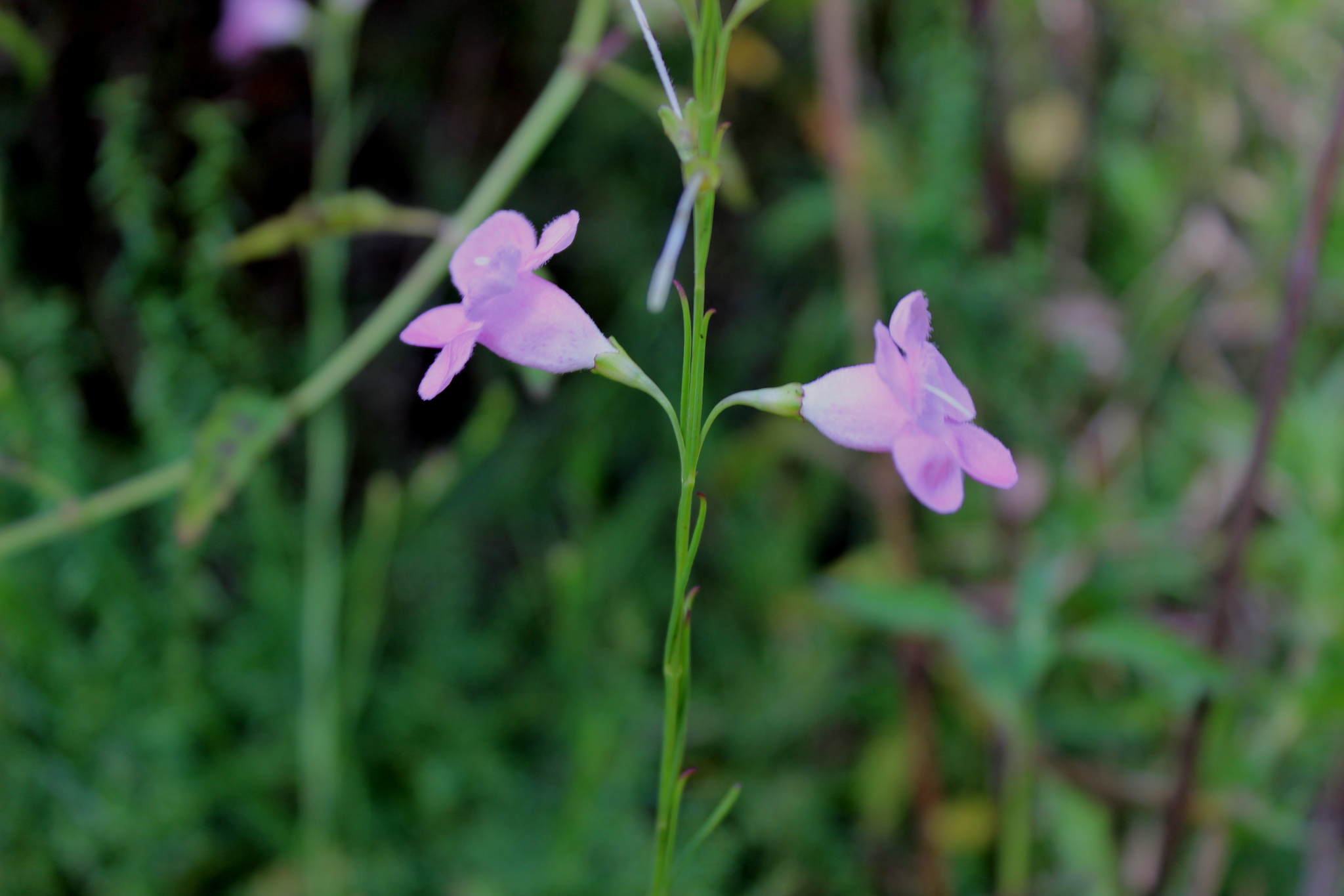 Agalinis linifolia