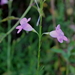 Agalinis linifolia - Photo (c) Alvin Diamond, μερικά δικαιώματα διατηρούνται (CC BY-NC), uploaded by Alvin Diamond
