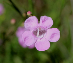 Agalinis linifolia