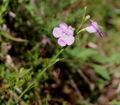 Agalinis linifolia