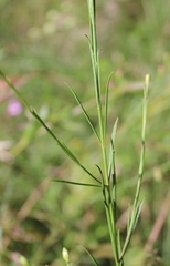 Agalinis linifolia