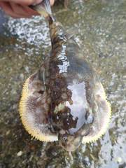 Chelonodontops patoca