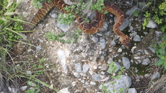 Crotalus molossus