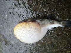 Chelonodontops patoca